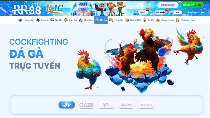 Đá Gà RR88 – Tìm Hiểu Chuyên Mục Đá Gà Trực Tuyến 2026